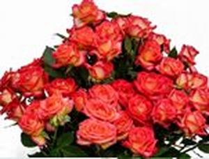 ROSE BR. SUMMER DANCE 40